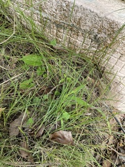 Zoysia pacifica