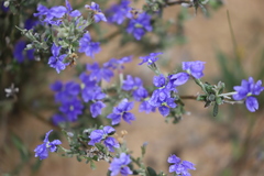 Dampiera stenostachya