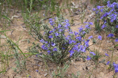 Dampiera stenostachya