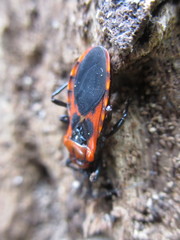 Haematoloecha nigrorufa