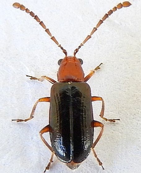 Luperosoma subsulcatum