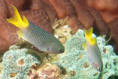 Neopomacentrus azysron