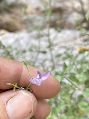 Carlowrightia serpyllifolia