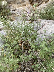 Carlowrightia serpyllifolia