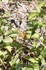 Dione vanillae