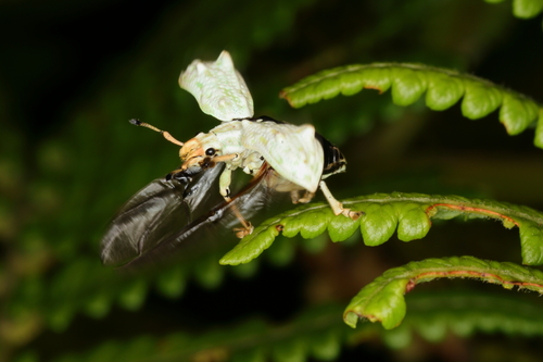 Platyomus piscatorius