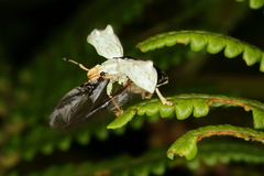 Platyomus piscatorius
