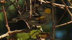 Setophaga coronata auduboni