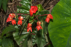 Begonia stenotepala