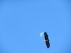 Haliaeetus leucocephalus image