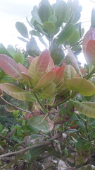 Anacardium occidentale image