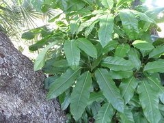 Heptapleurum actinophyllum