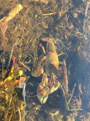 Lacunicambarus polychromatus