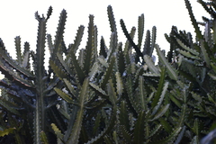 Euphorbia lactea