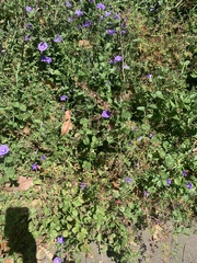 Convolvulus sabatius mauritanicus