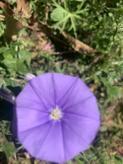 Convolvulus sabatius mauritanicus