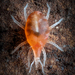 Bdellidae - Photo (c) mrmacro,  זכויות יוצרים חלקיות (CC BY-NC), הועלה על ידי mrmacro