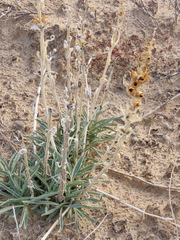 Penstemon angustifolius venosus