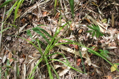 Carex erinacea