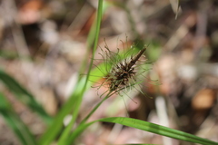 Carex erinacea