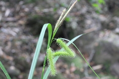 Carex excelsa
