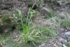 Carex excelsa