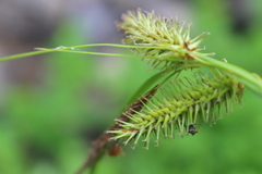 Carex excelsa