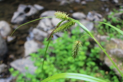 Carex excelsa