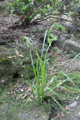 Carex excelsa