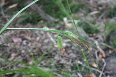 Carex excelsa