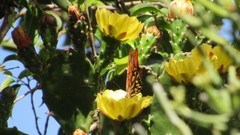 Dione vanillae maculosa