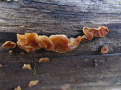 Dacrymyces corticioides