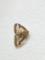 Scolypopa