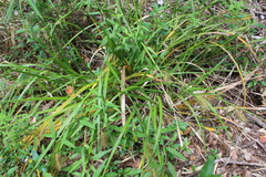 Carex erinacea