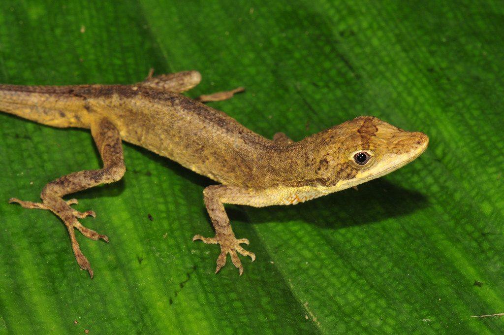 Cortés Anole
