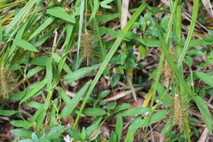 Carex erinacea