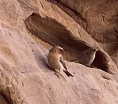 Carpodacus synoicus