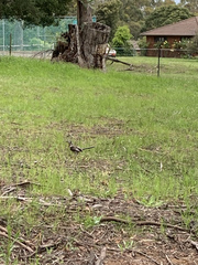 Anthochaera paradoxa paradoxa