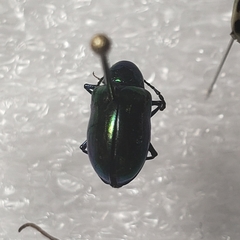Chrysochus cobaltinus