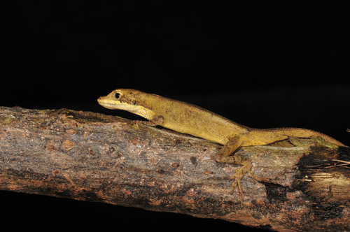 Cortés Anole, Anolis amplisquamosus