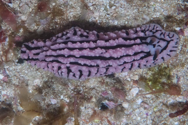 Ridged Wart Slug
