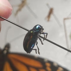 Chrysochus cobaltinus