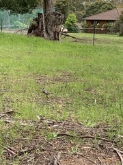 Anthochaera paradoxa paradoxa