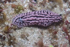 Phyllidiopsis gemmata