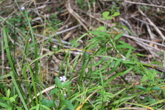 Carex erinacea