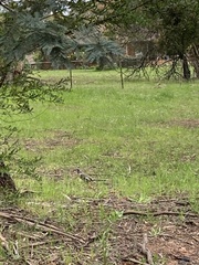 Anthochaera paradoxa paradoxa