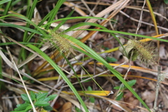 Carex erinacea