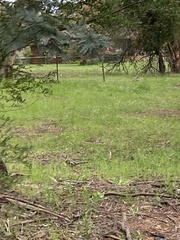 Anthochaera paradoxa paradoxa