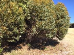 Eucalyptus oleosa