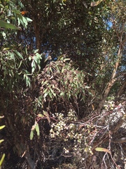 Eucalyptus oleosa